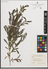 Foto von Salix purpurea L.